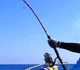 ボーン・バイ・シンゴ